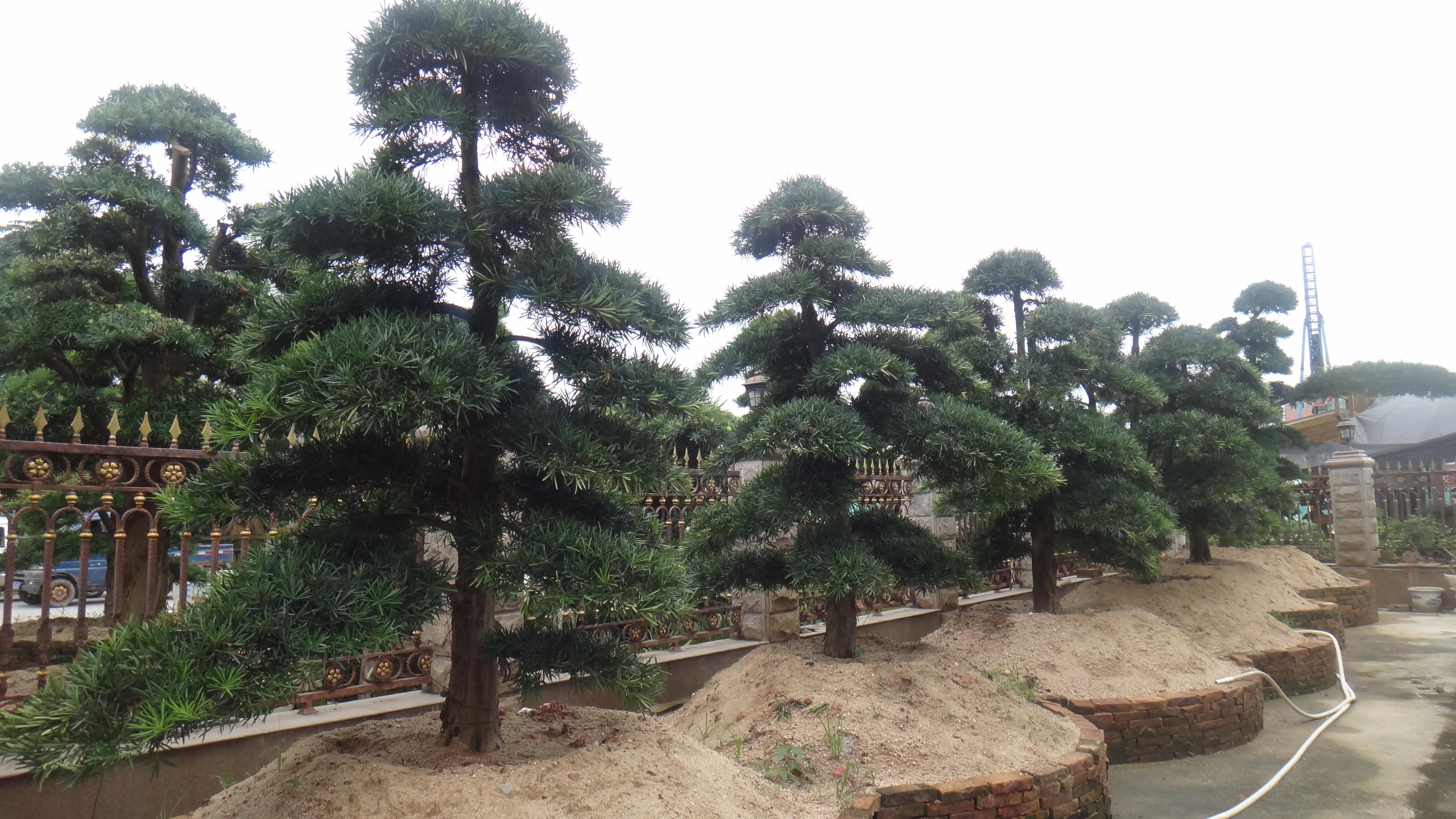 南寧苗木羅漢松木苗市場(chǎng)報(bào)價(jià)