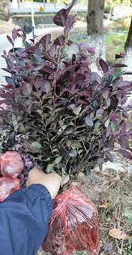 紅花繼木苗  紅花繼木苗廠家 紅花繼木苗批發(fā)