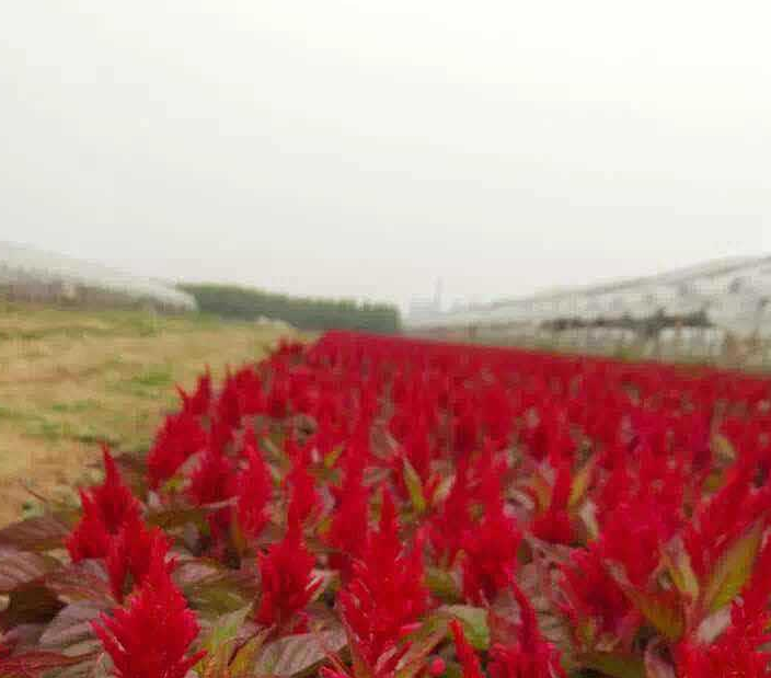 雞冠花種苗