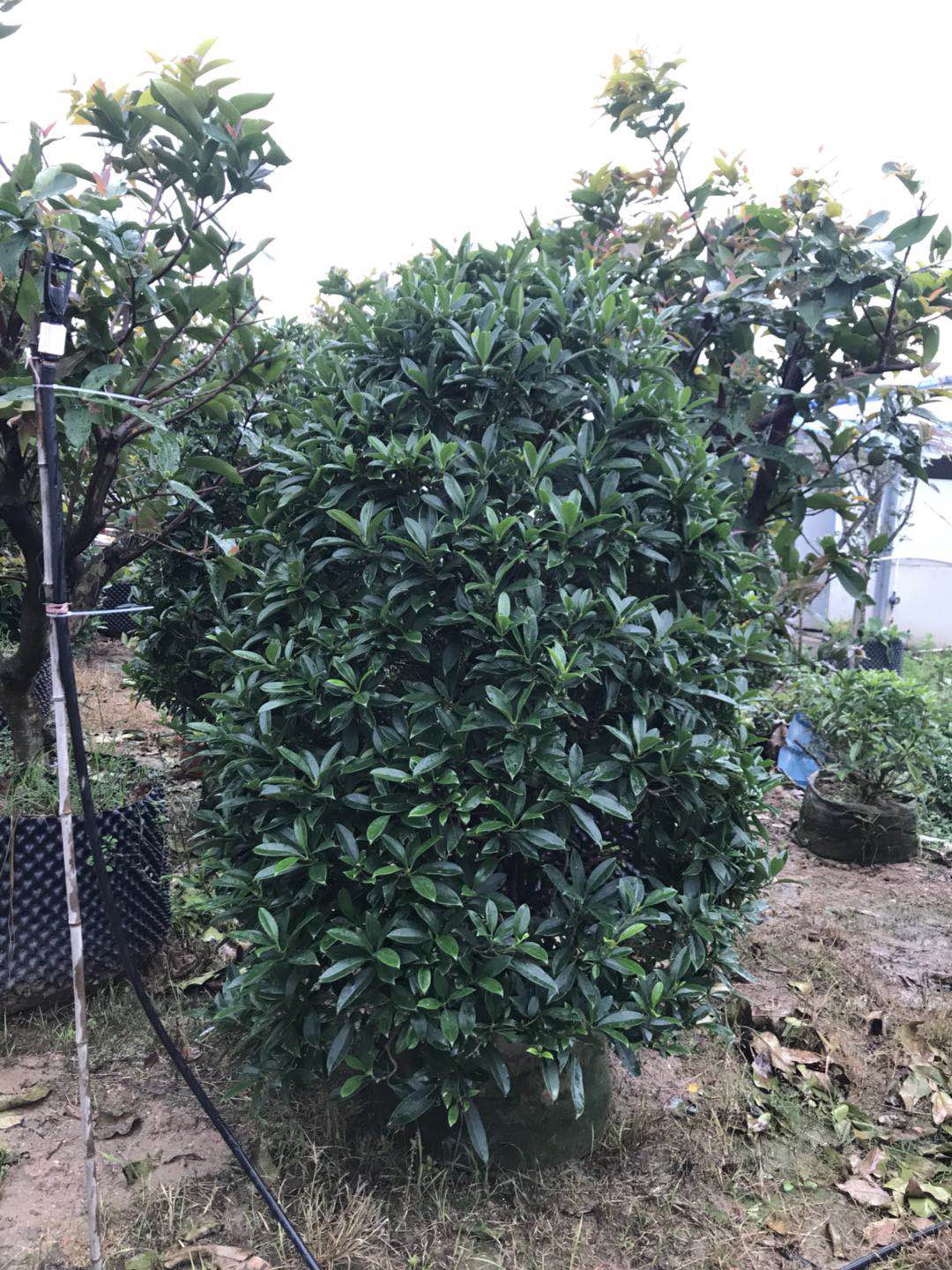 優(yōu)質(zhì)非洲茉莉 中山優(yōu)質(zhì)非洲茉莉2米高