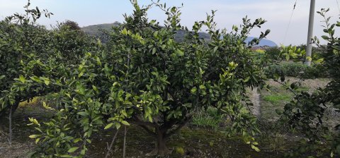 浙江橘子樹(shù)