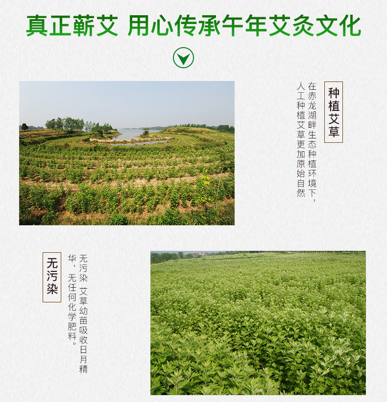 蘄春千年艾艾條艾柱艾絨 蘄艾系列產(chǎn)品廠家定制生產(chǎn) 全國(guó)招商