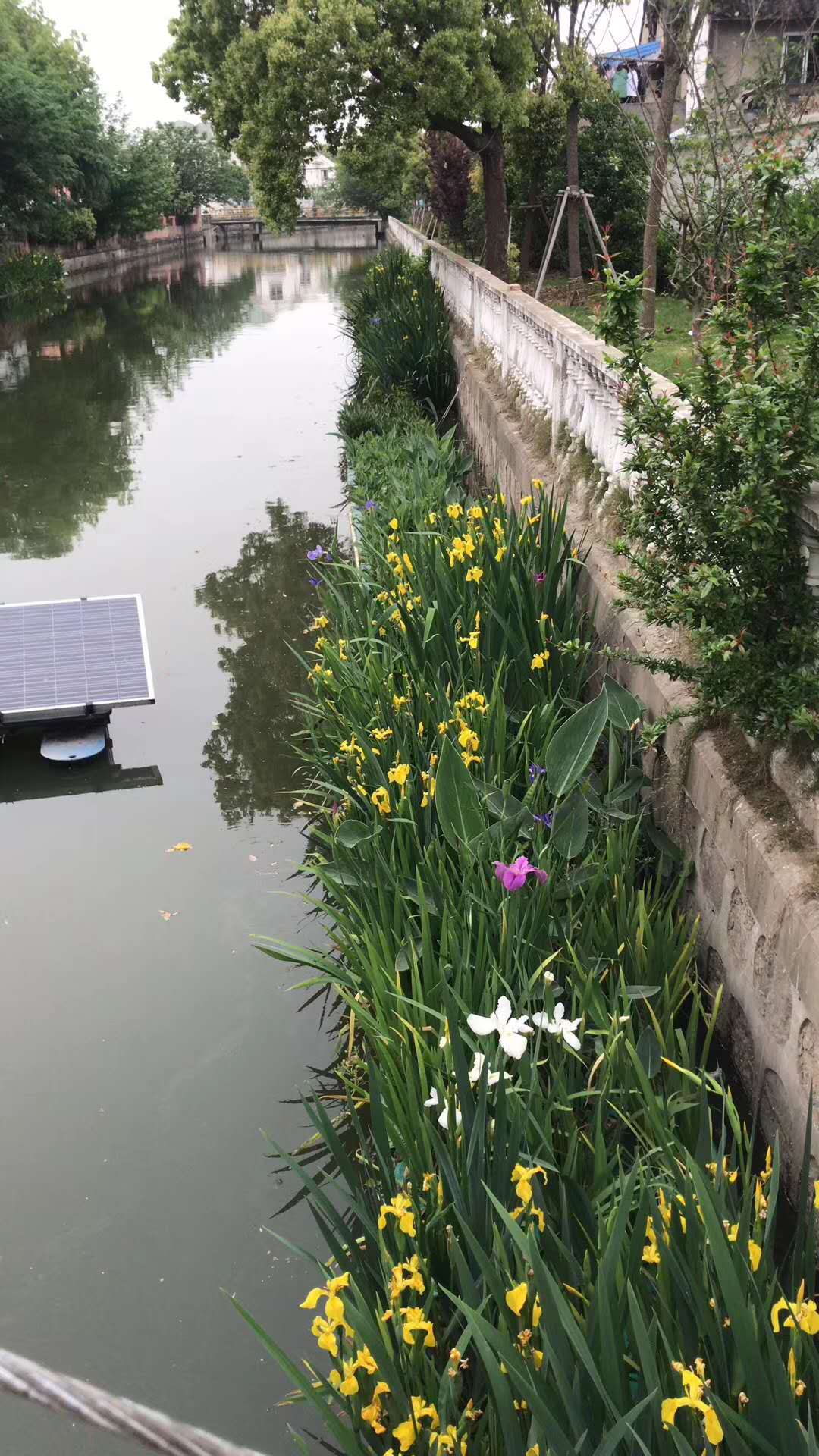 山西風(fēng)車草｜山西水生植物種植基地批發(fā)價(jià)格供應(yīng) 山西風(fēng)車草-山西哪里賣水生植物