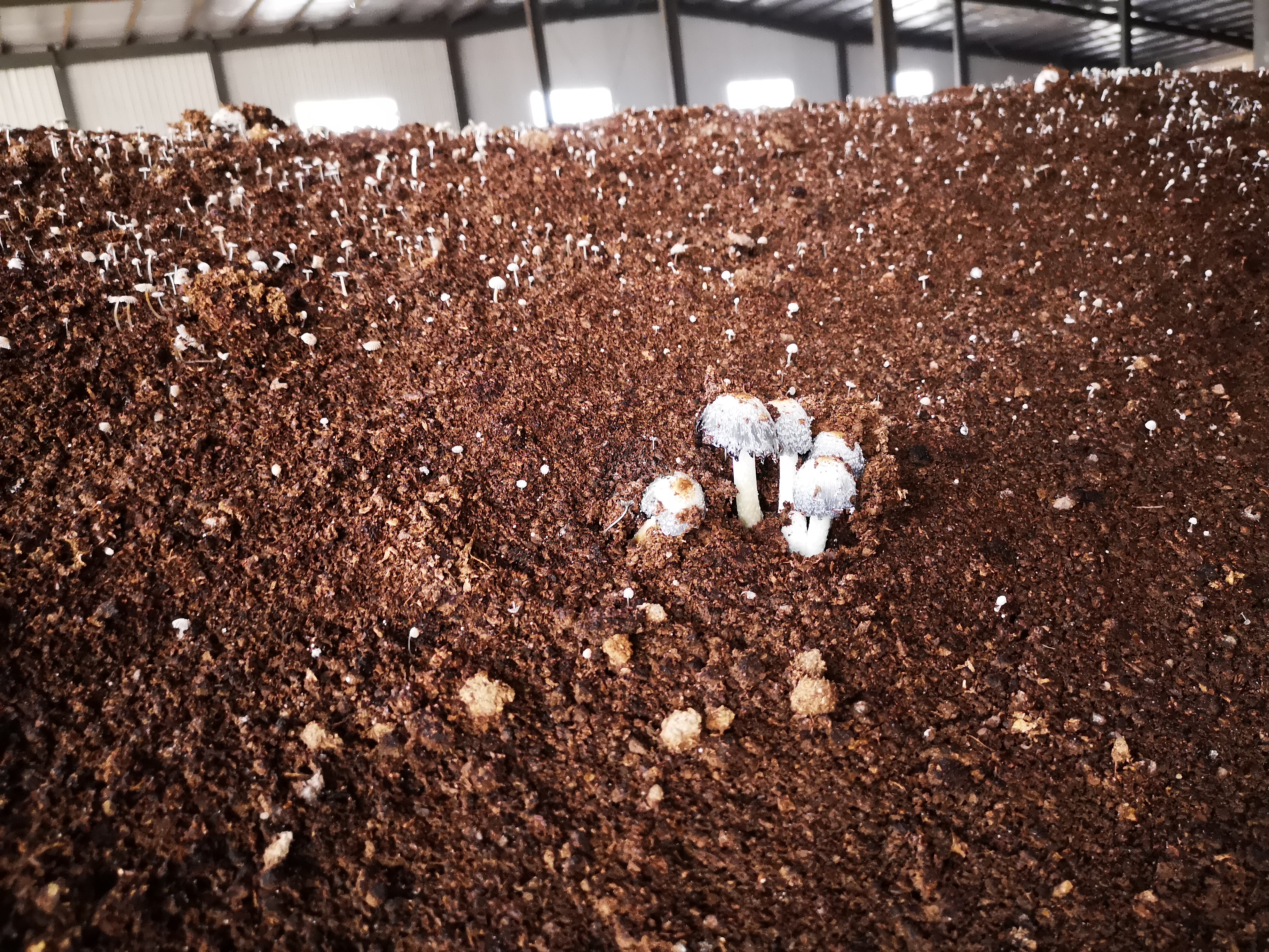 *礦物質(zhì)土壤調(diào)理劑/批發(fā)/報(bào)價(jià) *礦物質(zhì)土壤調(diào)理劑廠家