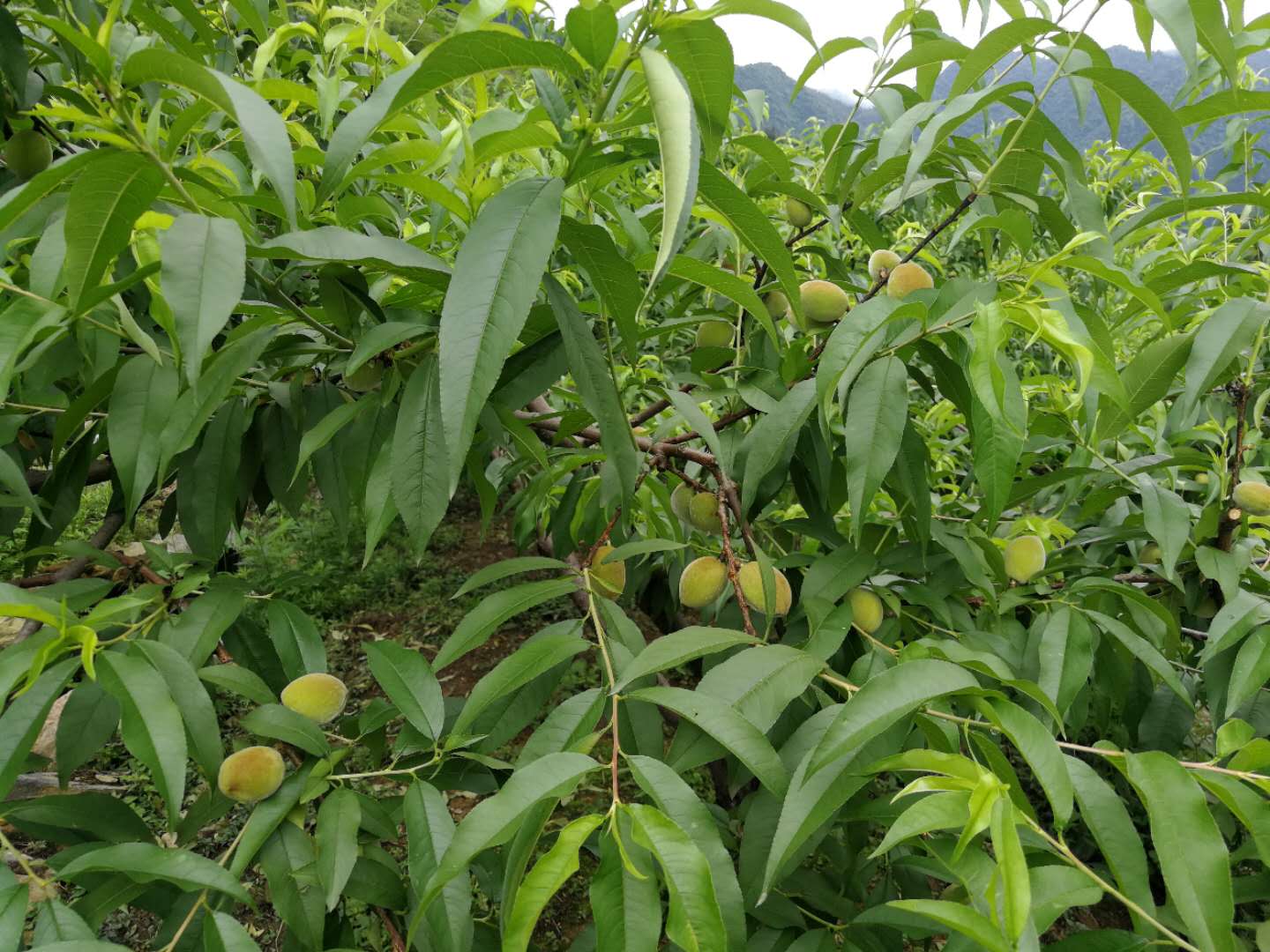 炎陵黃炎陵黃桃，不只是甜！誰吃誰知道哦！桃，不只是甜！誰吃誰知道哦