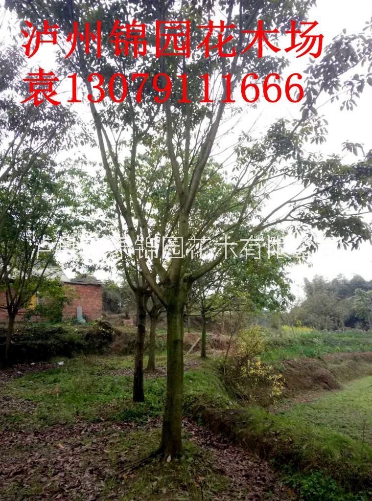 四川 黃葛樹基地供應(yīng)各種規(guī)格黃葛樹、黃角樹 歡迎來電咨詢