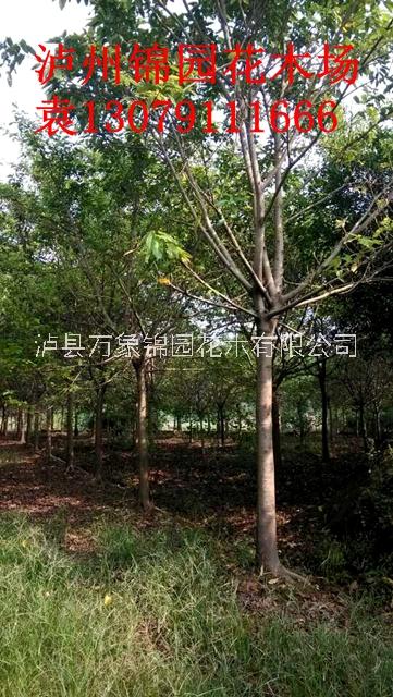四川 黃葛樹基地供應(yīng)各種規(guī)格黃葛樹、黃角樹 歡迎來電咨詢