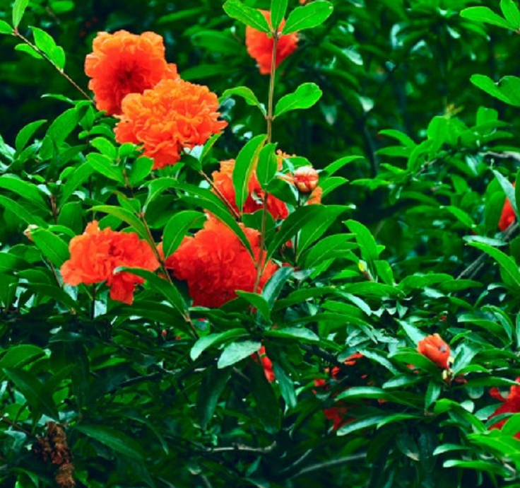 叢生花石榴苗木采購(gòu)