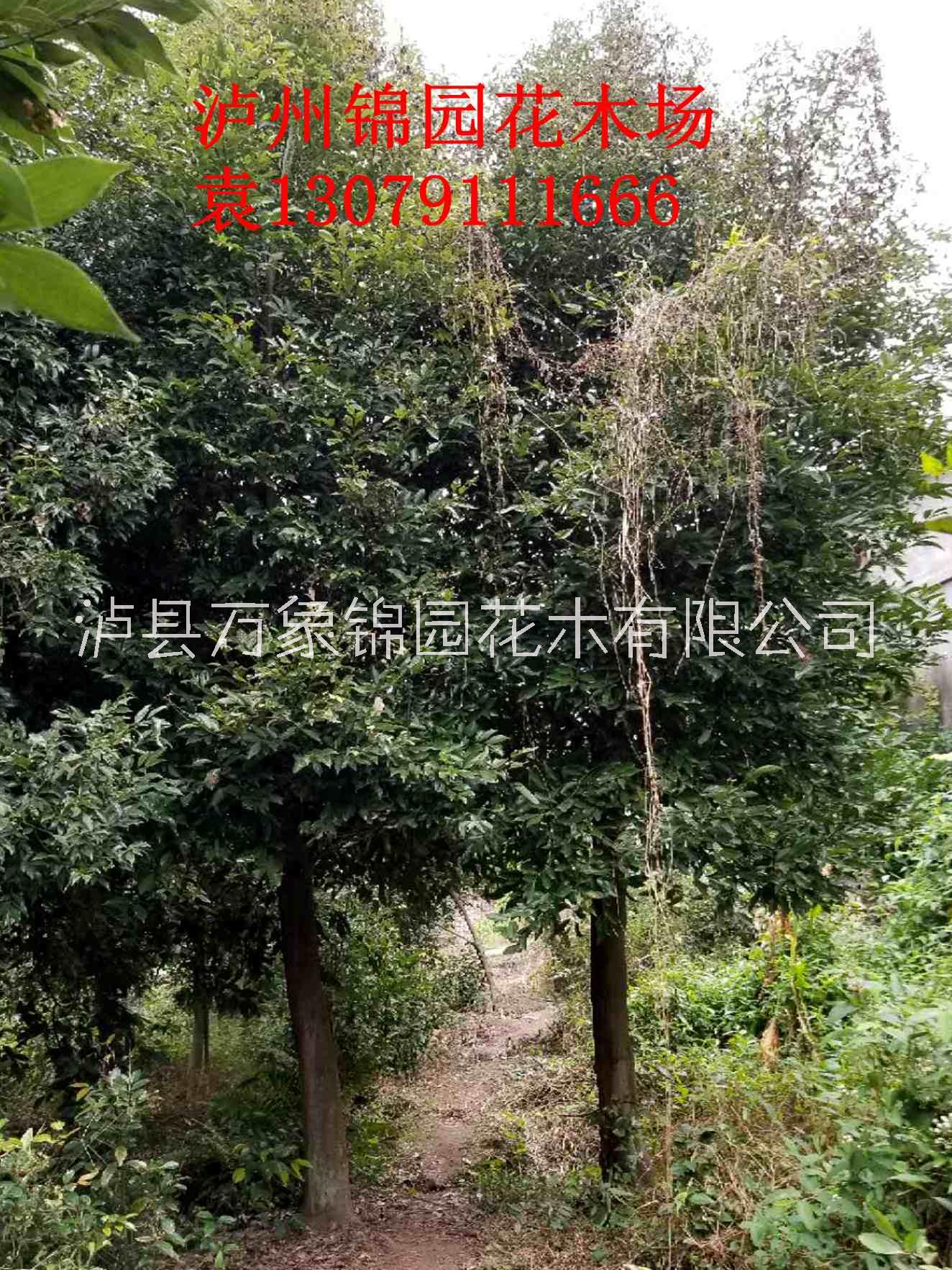 四川供應(yīng)天竺桂 天竺桂價(jià)格瀘縣錦園花木場(chǎng)