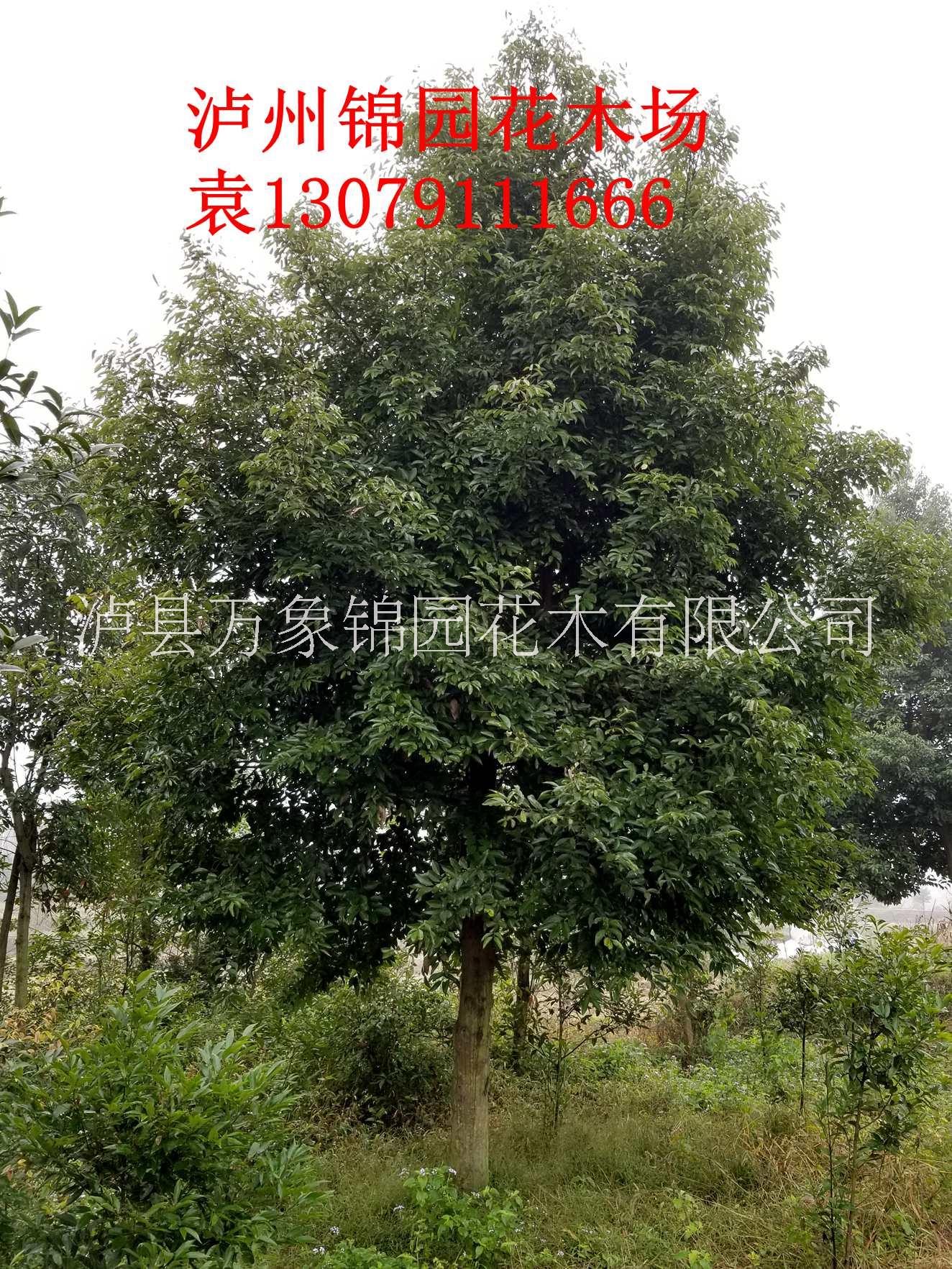 四川供應(yīng)天竺桂 天竺桂價(jià)格瀘縣錦園花木場(chǎng)