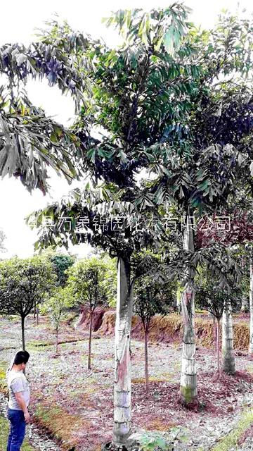 四川魚尾葵-苗木種植基地批發(fā)報價供應(yīng)