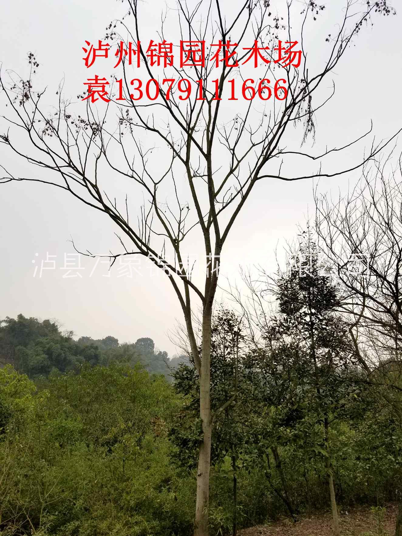 四川欒樹(shù)基地銷(xiāo)售各種規(guī)格欒樹(shù) 錦園花木場(chǎng) 搖錢(qián)樹(shù)
