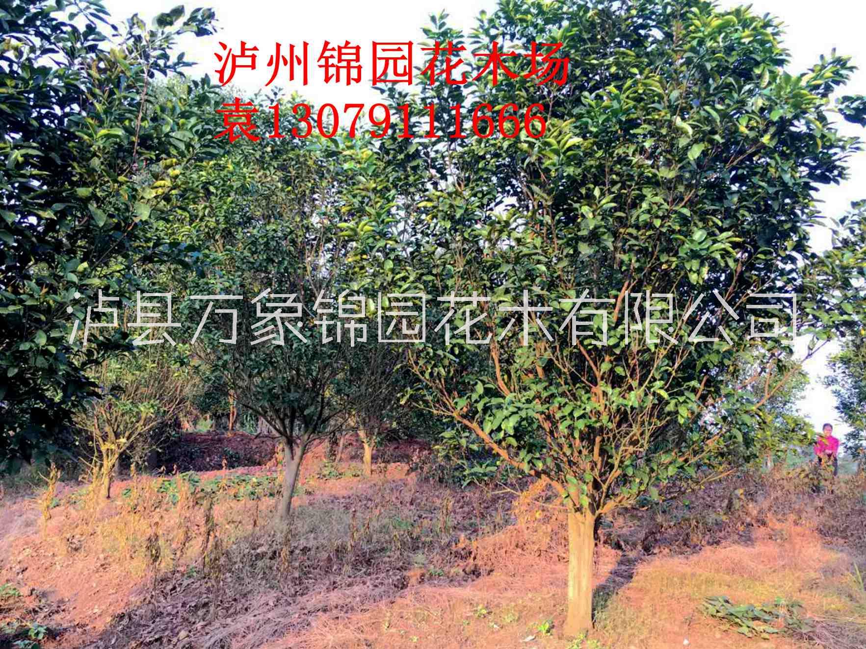 四川供應(yīng) 香泡 柚子樹 四川錦園花木場(chǎng)