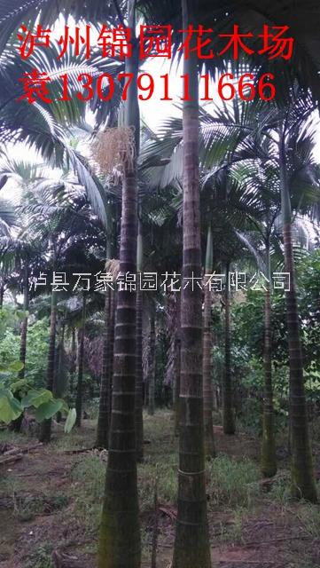 供應假檳榔樹 瀘縣錦園花木假檳榔種植基地