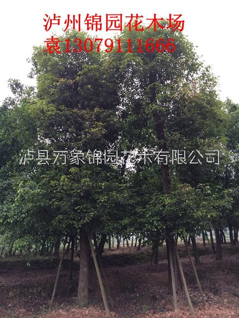 香樟生產(chǎn)基地供應(yīng) 香樟價(jià)格實(shí)惠 四川香樟