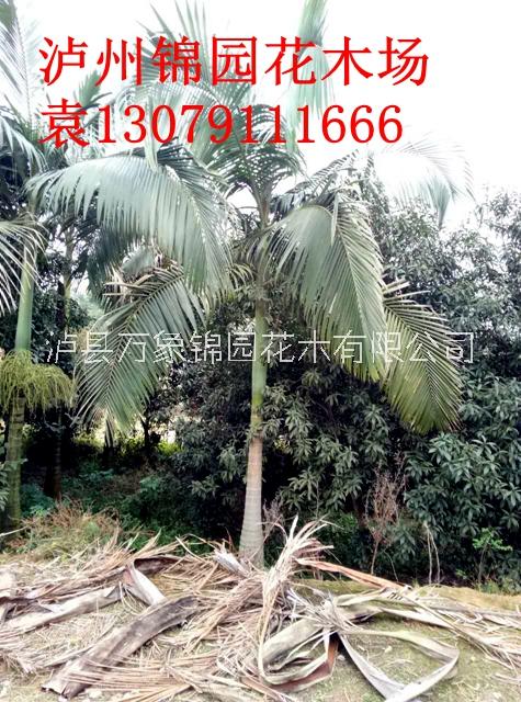 供應假檳榔樹 瀘縣錦園花木假檳榔種植基地
