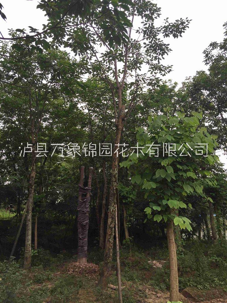 四川重陽木-苗木種植基地批發(fā)報價供應(yīng)