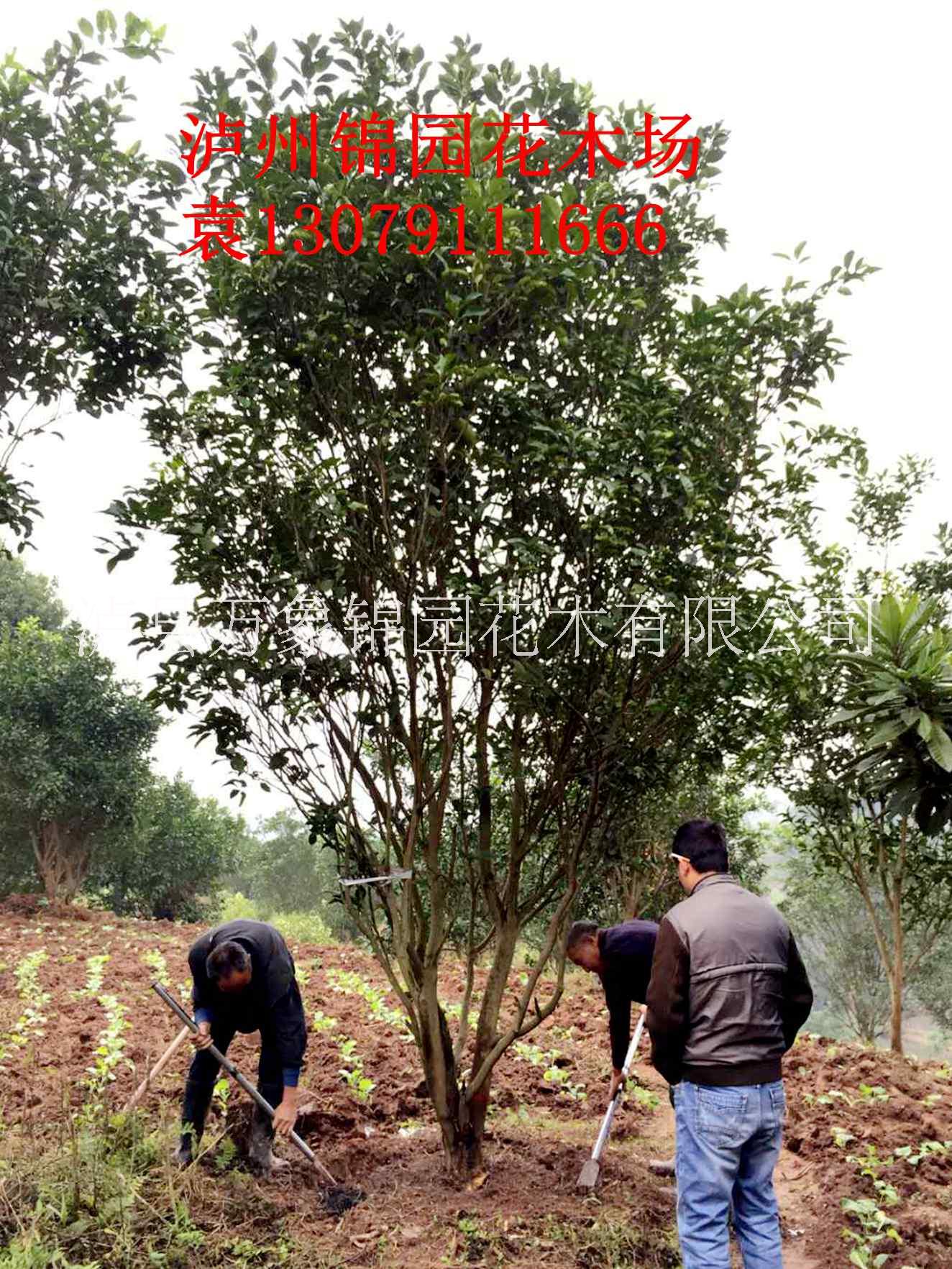 四川供應(yīng) 香泡 柚子樹 四川錦園花木場(chǎng)