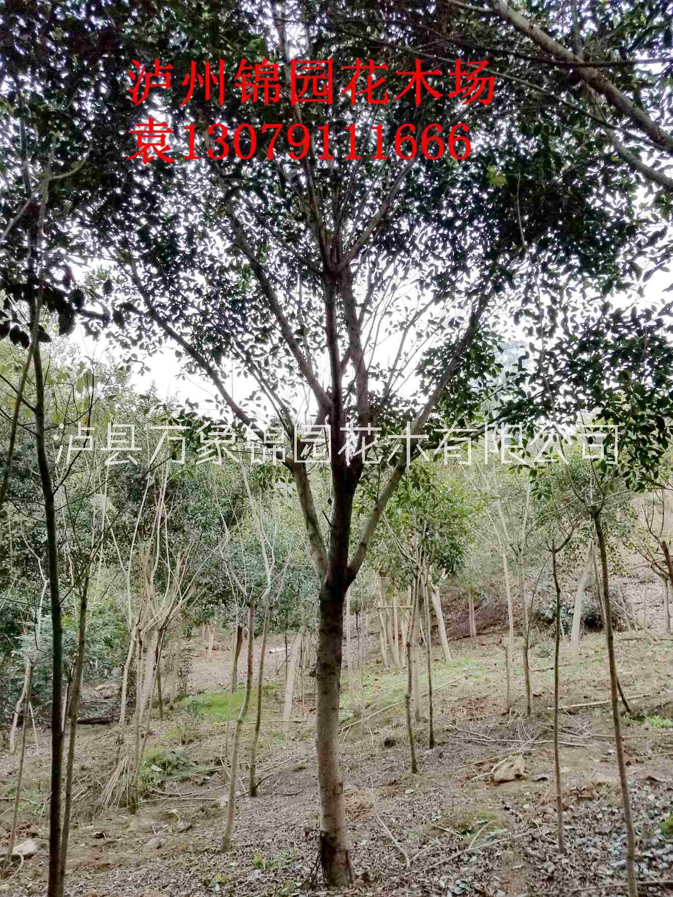 四川小葉榕生產(chǎn)基地 小葉榕價格實(shí)惠