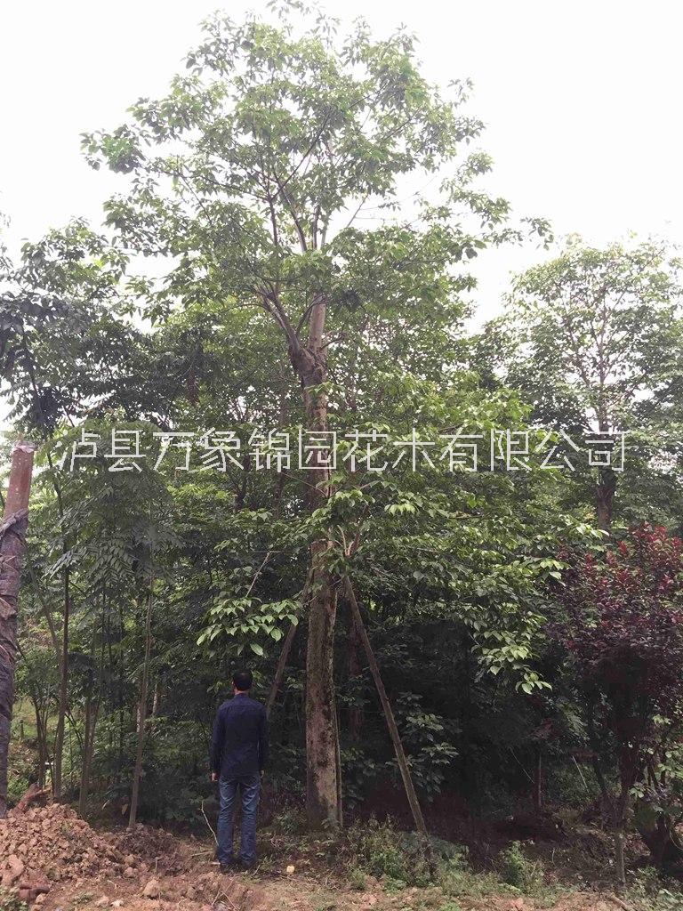 四川重陽木-苗木種植基地批發(fā)報價供應(yīng)
