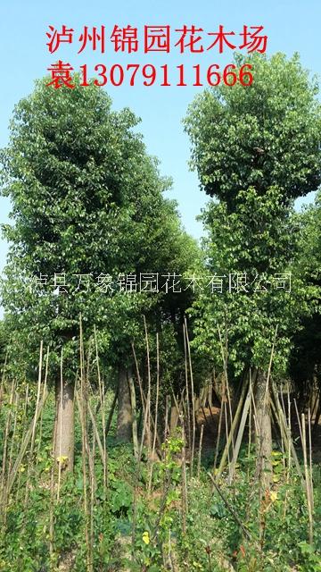 香樟生產(chǎn)基地供應(yīng) 香樟價(jià)格實(shí)惠 四川香樟