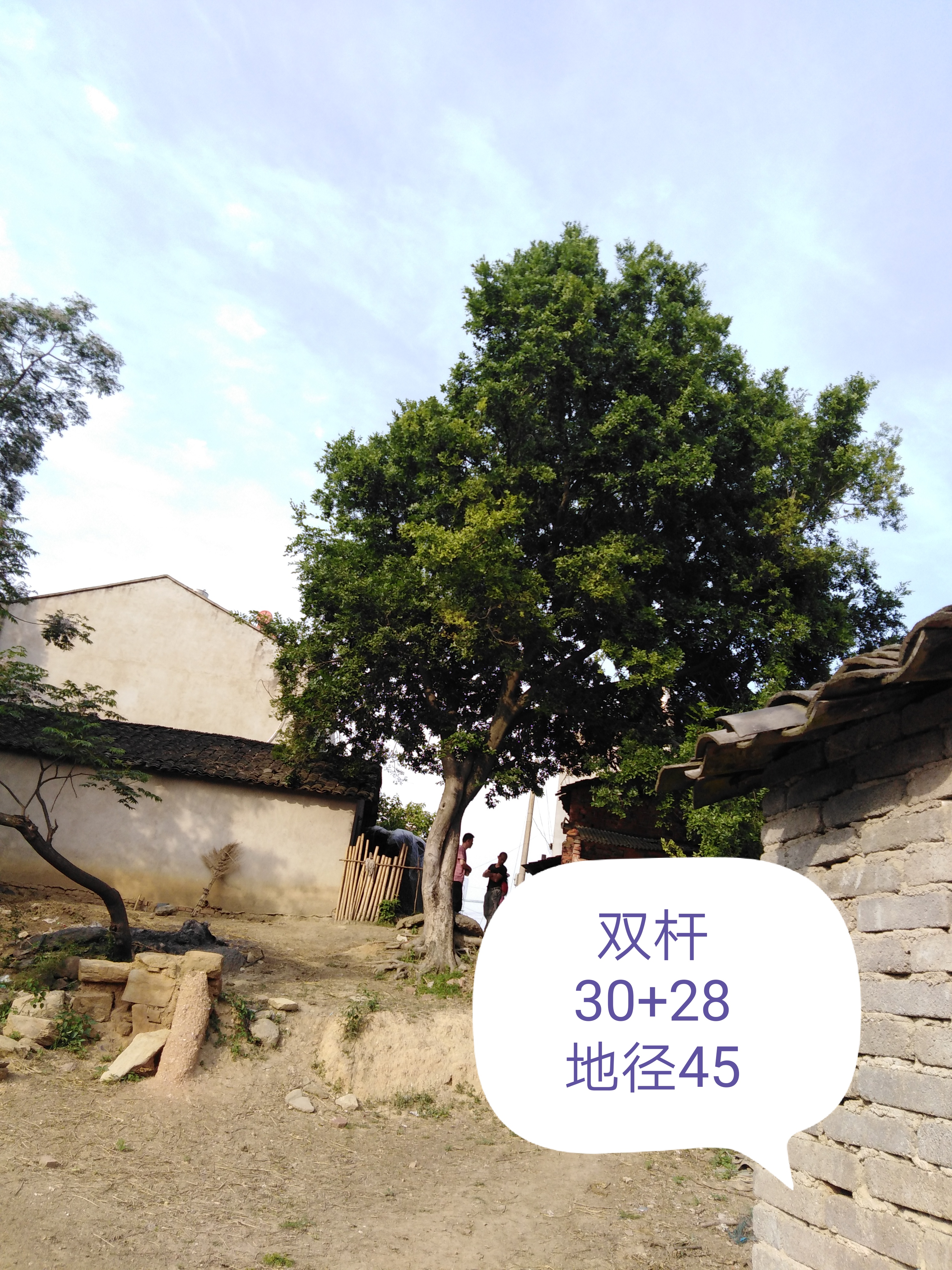 安徽滁州市張八領(lǐng)鎮(zhèn)樸樹喬木批發(fā)基地