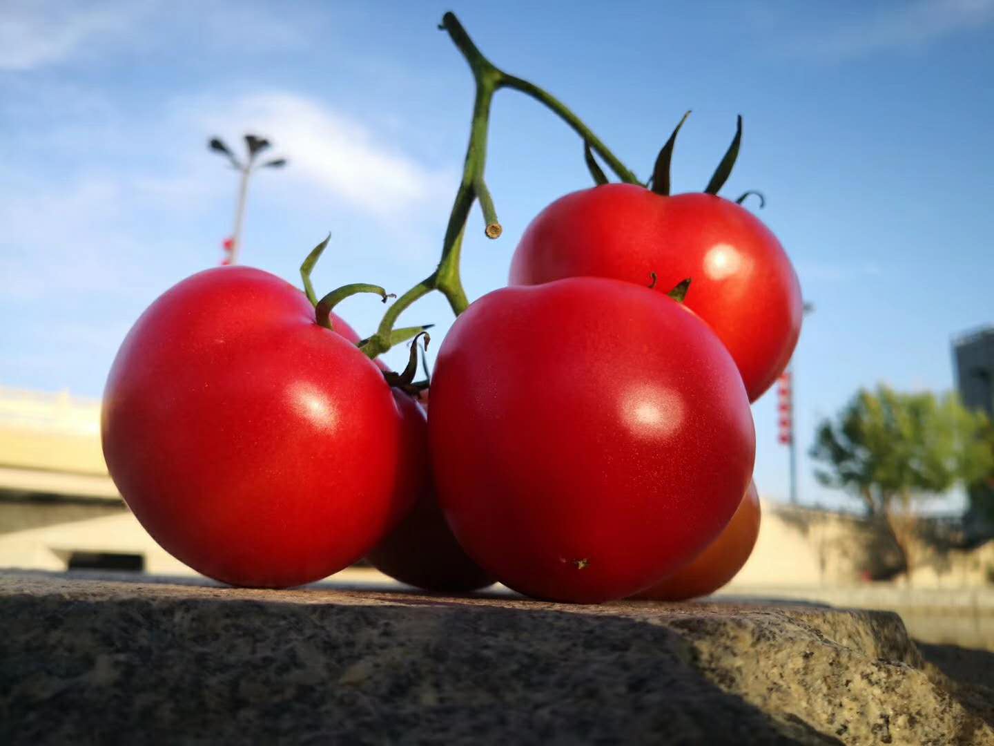 深圳西紅柿/番茄/新疆西紅柿