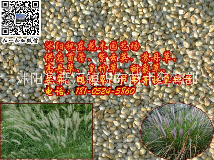 供應*尾草、狗尾巴草、狗仔尾、老鼠*、芮草種子