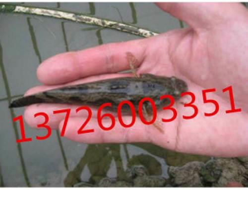 中山筍殼魚苗養(yǎng)殖供應(yīng)直銷商