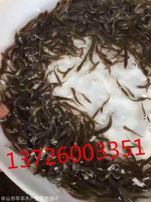 中山泥鰍苗養(yǎng)殖廠家批發(fā)