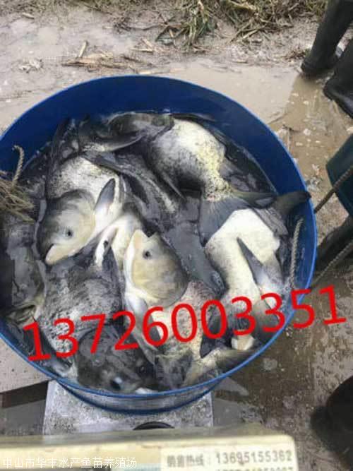 供應(yīng)縮骨大頭魚苗養(yǎng)殖-價格-批發(fā) 縮骨大頭魚苗