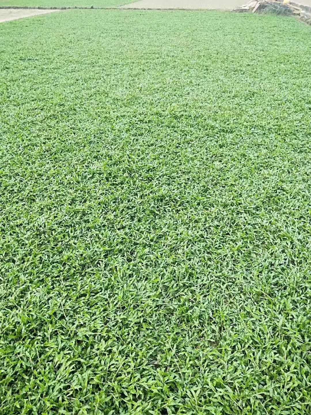 廣東優(yōu)質大葉油草卷供應商-批發(fā)-基地 大葉油草大葉油草皮 大葉油草卷