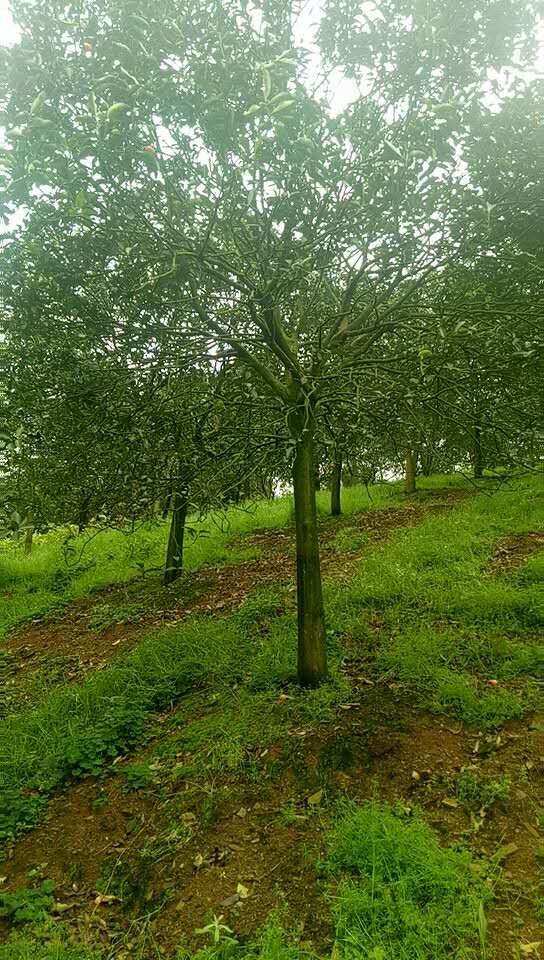 廣西金桔樹(shù)種植基地-批發(fā)-價(jià)格 金桔樹(shù)