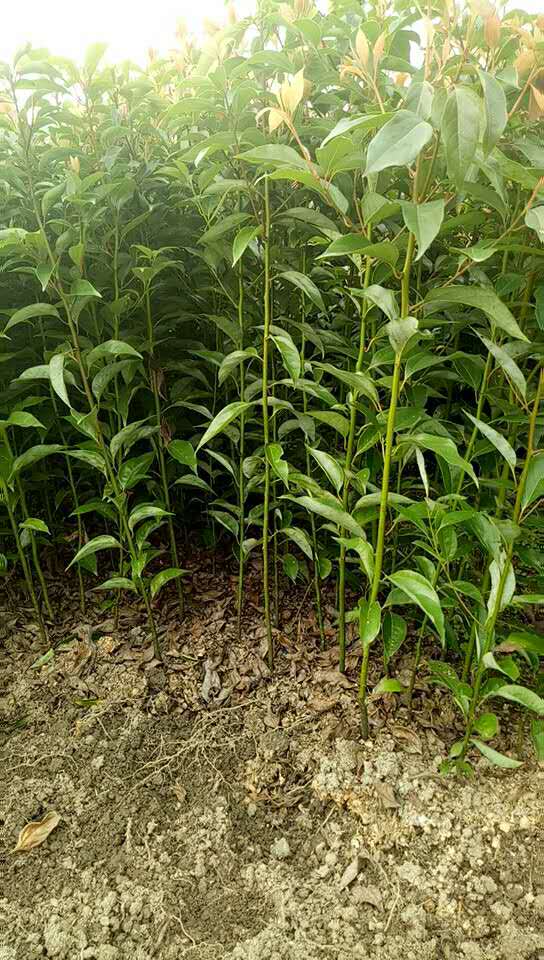 桂花苗基地直銷-廠家批發(fā)  廣西一公分桂花苗