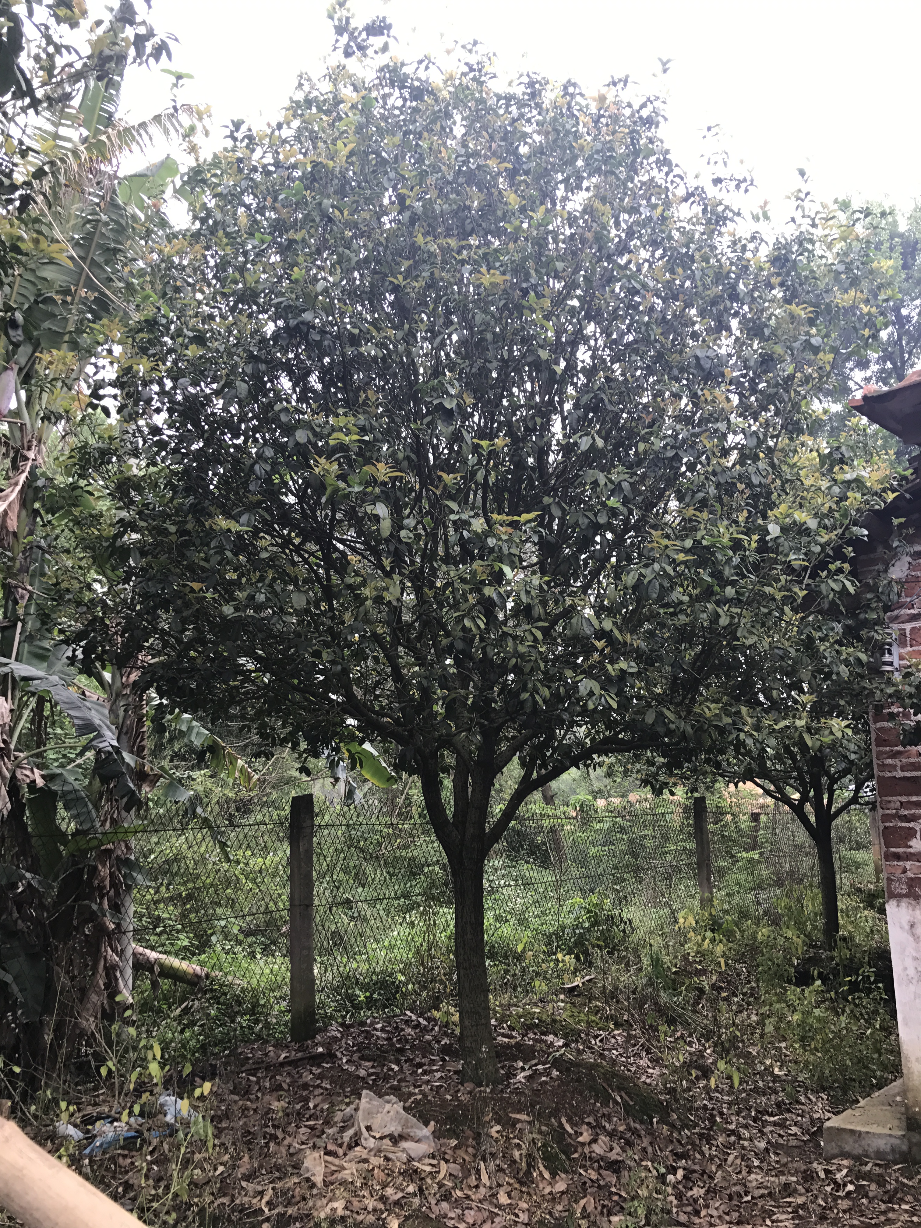 英德市小四季桂苗基地 桂花樹(shù)批發(fā)商 桂花種植基地 桂花現(xiàn)貨供應(yīng)