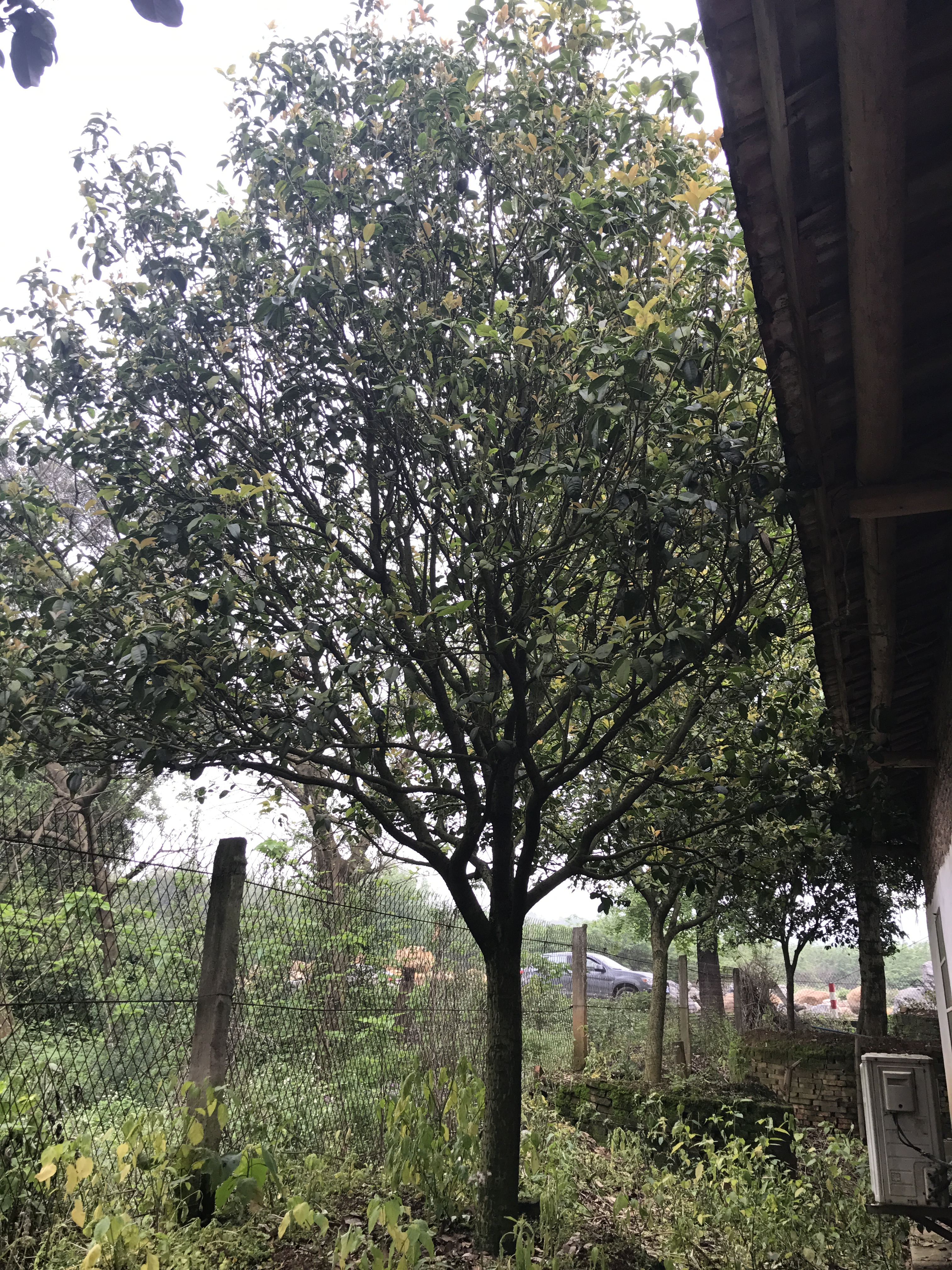 清遠小四季桂花產地,桂花苗木基地-英德市望埠鎮(zhèn)佳園苗木桂花場