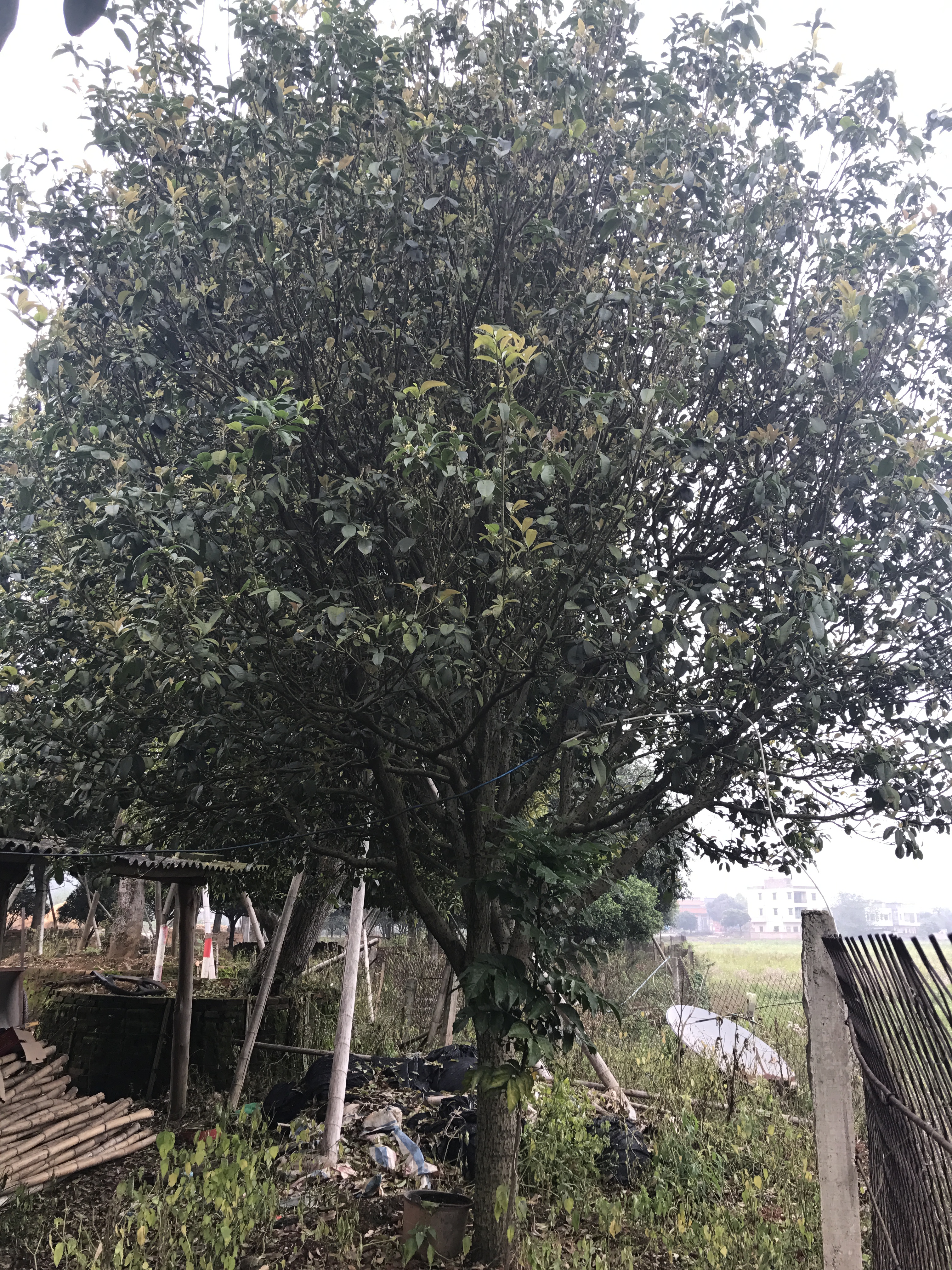 桂花|小四季桂|廣東英德丹桂|基地直銷|種植基地報(bào)價(jià)|批發(fā)價(jià)格|供應(yīng)電話地址|圖片|品種齊全|價(jià)格合理|童叟無(wú)欺