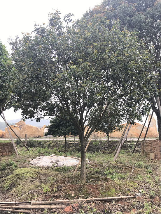 清遠小四季桂花產地,桂花苗木基地-英德市望埠鎮(zhèn)佳園苗木桂花場