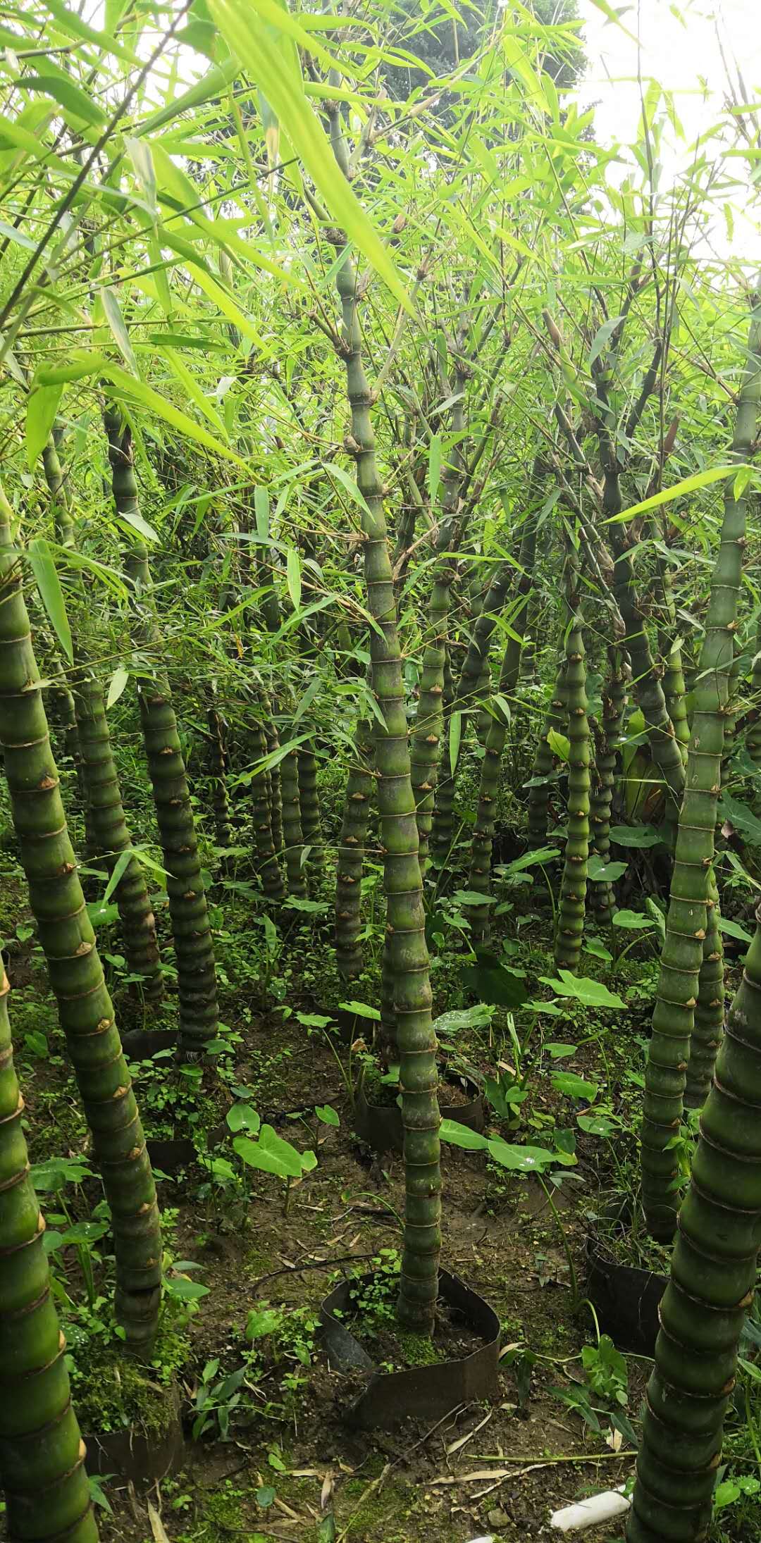 佛肚竹--盆景-報(bào)價(jià)-批發(fā)-供應(yīng)商-生產(chǎn)廠家-哪家好直銷