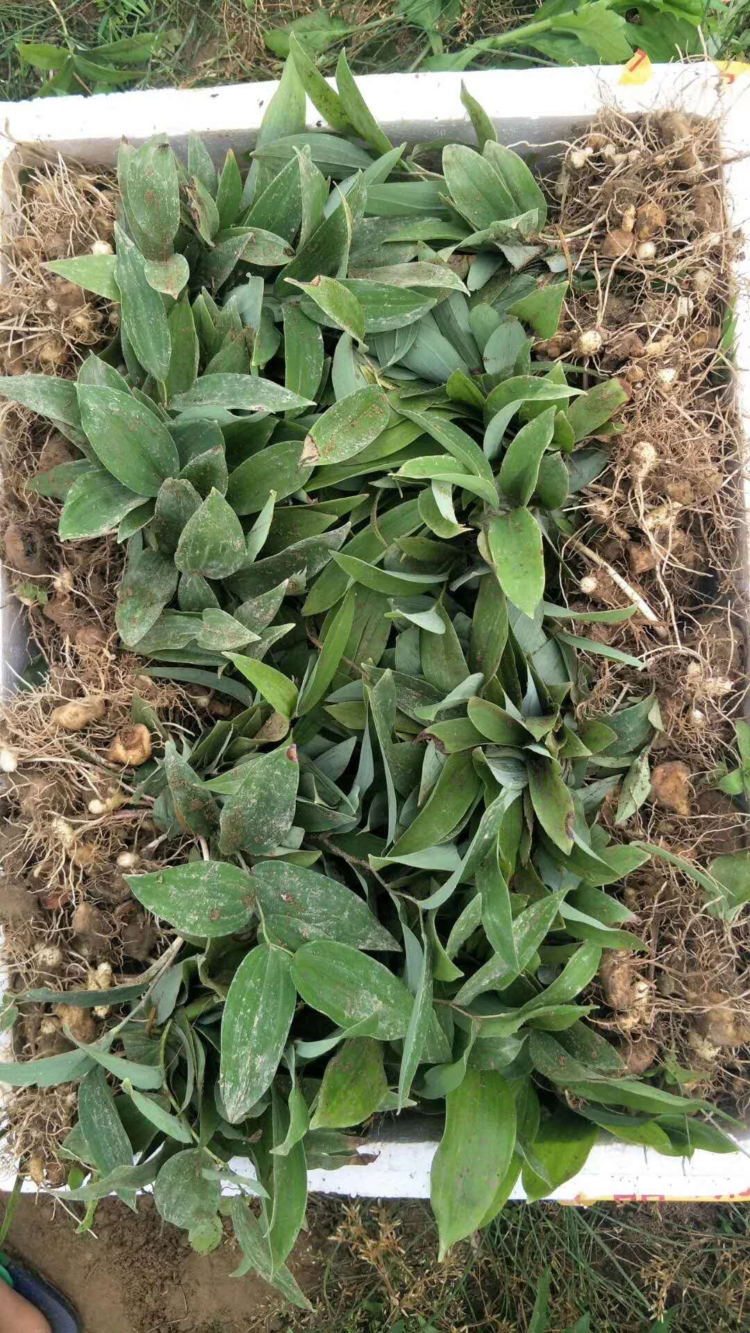 黃精哪里有-廠家-價(jià)格-電話