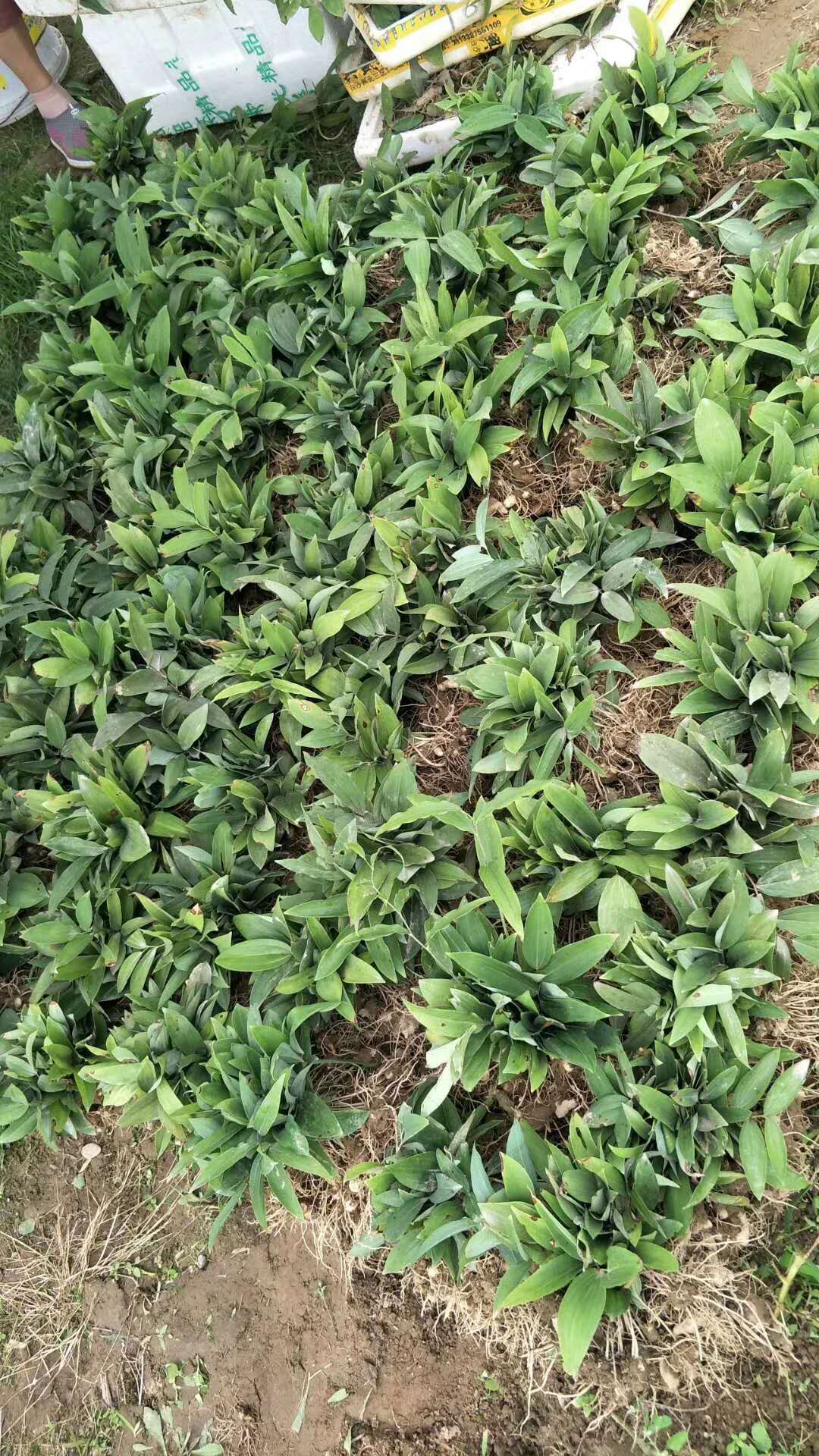 黃精有什么用-電話