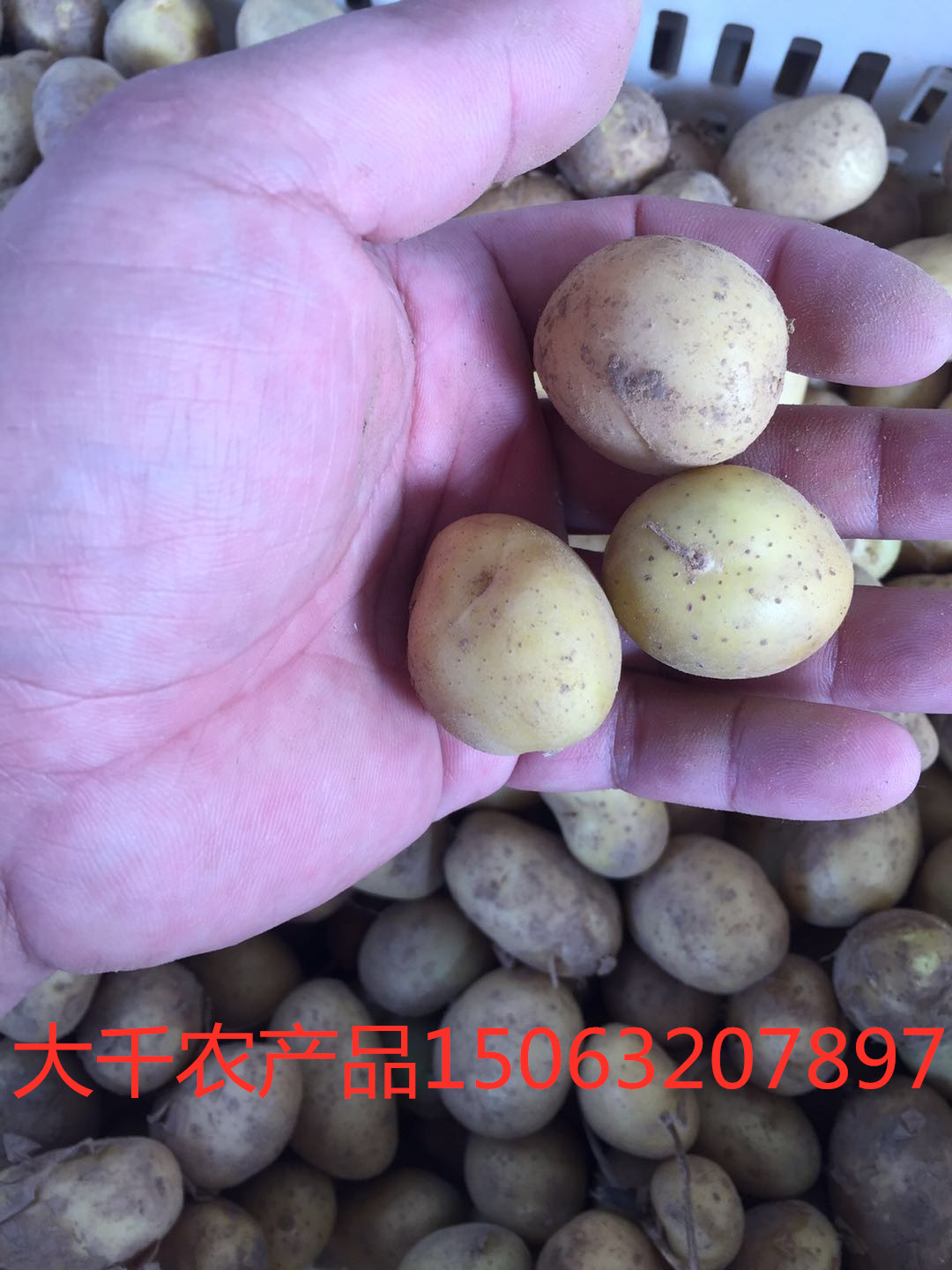 批發(fā)土豆  供應(yīng)迷你小土豆