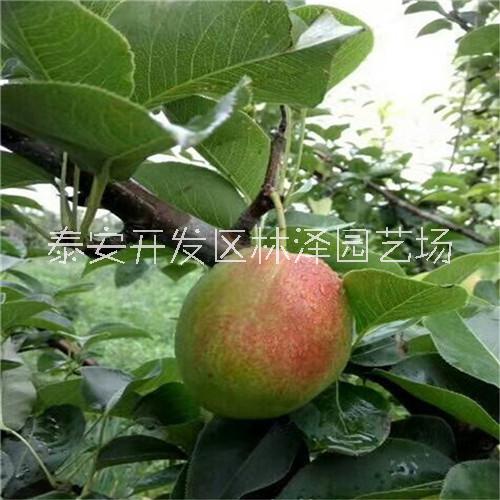 新梨七號梨樹苗批發(fā)價格、新梨七號梨樹苗多少錢哪里便宜