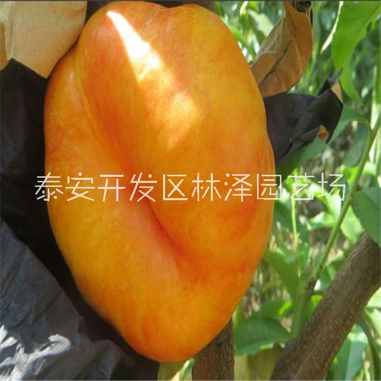 36-5油蟠桃樹苗批發(fā)價(jià)格多少錢一棵、36-5油蟠桃樹苗哪里便宜