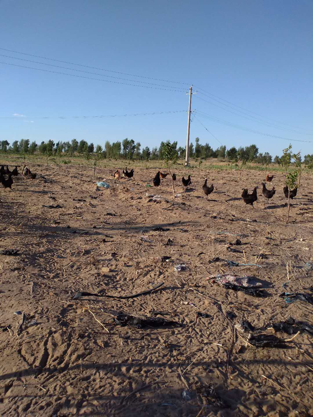 公雞 內蒙古公雞直銷 內蒙古公雞批發(fā)商 酵素生物菌飼料 內蒙古公雞供應商 內蒙古公雞廠家  散養(yǎng)公雞 不能遠郵