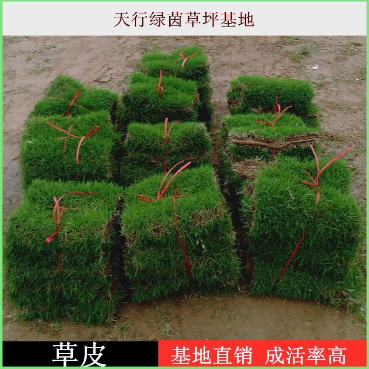 衡陽優(yōu)質馬尼拉草皮種植基地，衡陽哪里有馬尼拉草皮賣，成活率高，質優(yōu)價廉