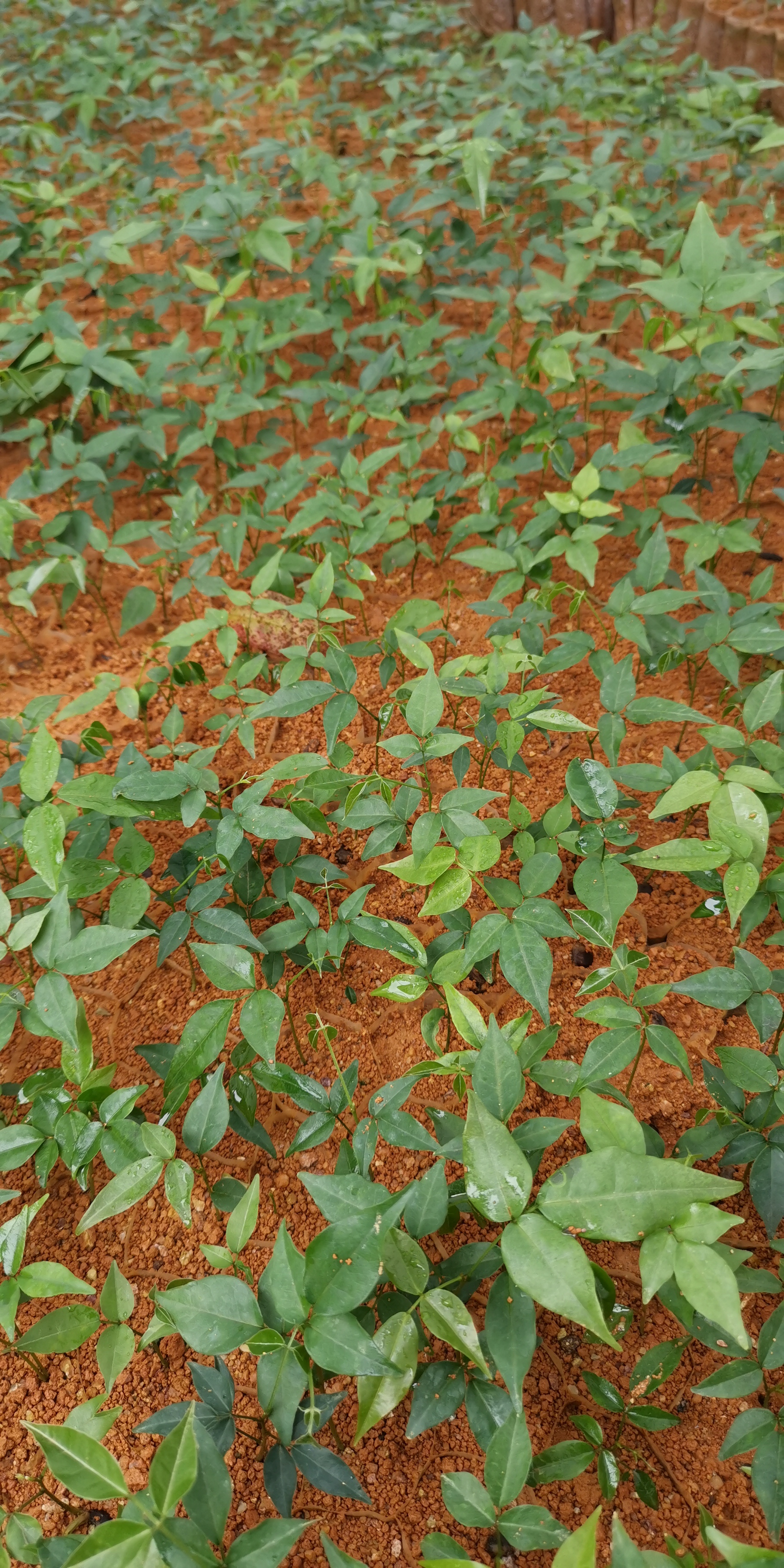 細葉牛大力種苗