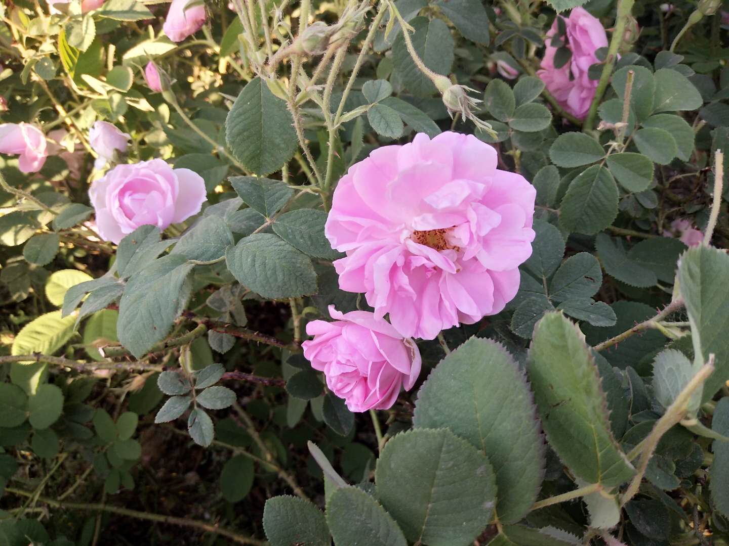 大馬士革玫瑰鮮花市場(chǎng)行情報(bào)價(jià)