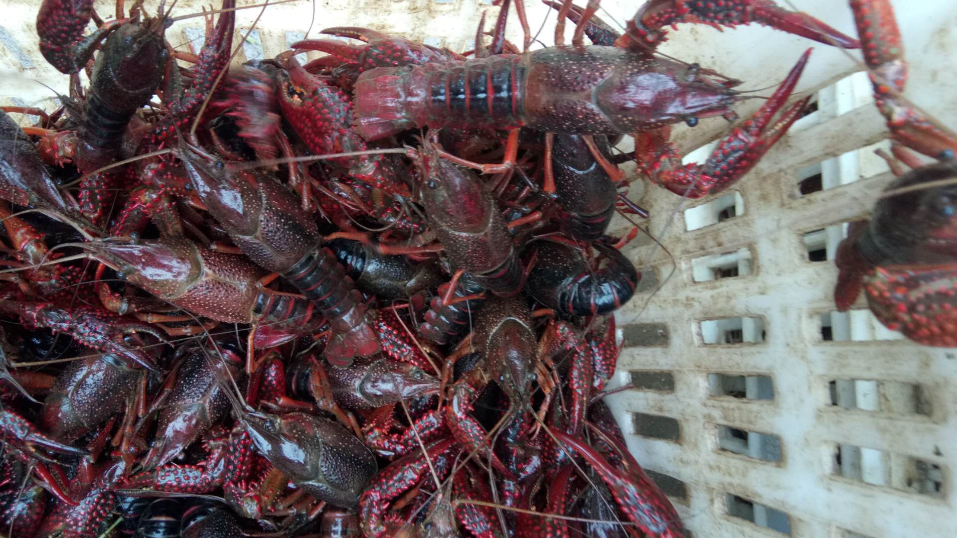 小龍蝦廠家直銷基地批發(fā)