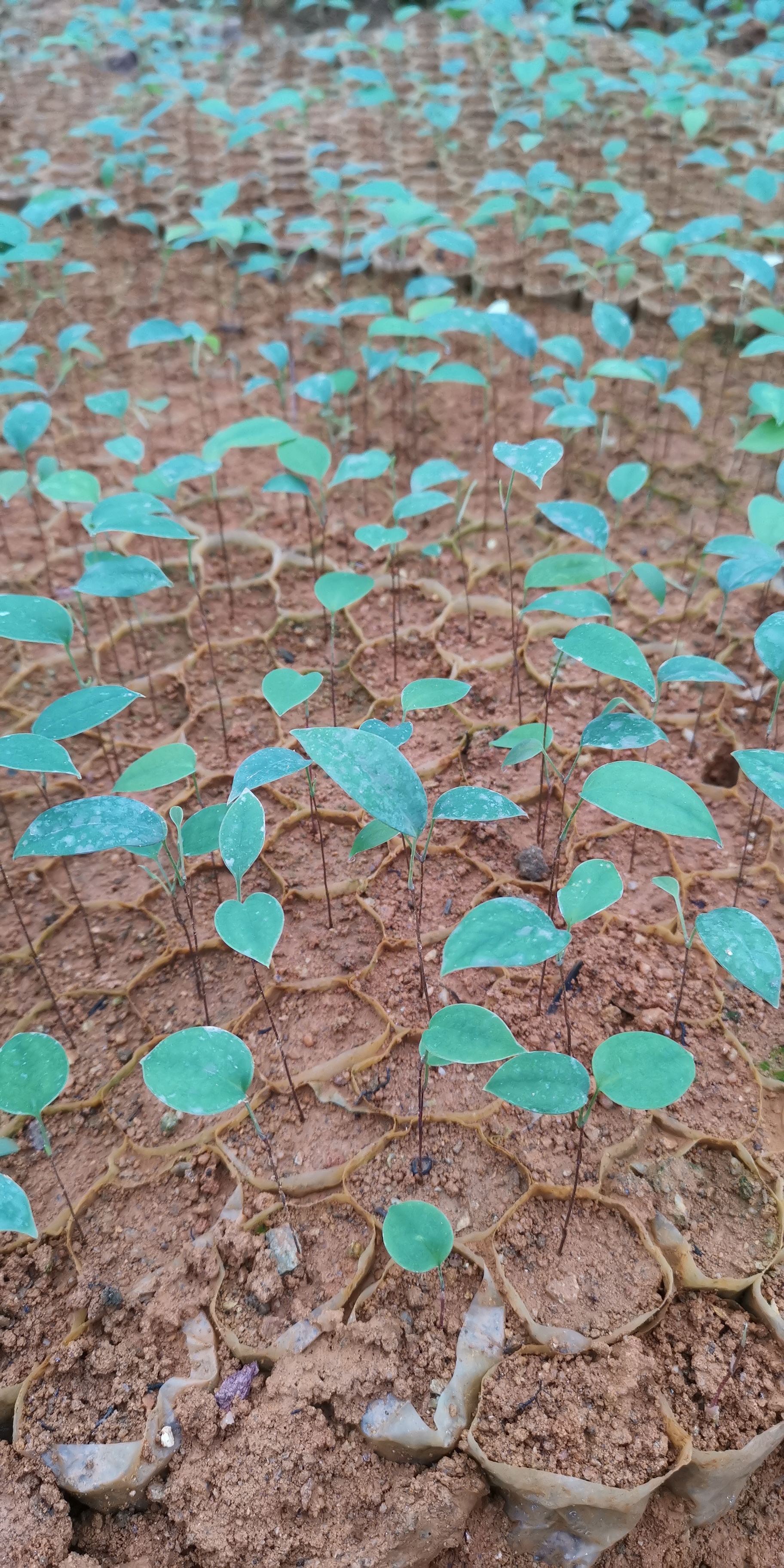 土茯苓種苗 土茯苓種苗土茯苓